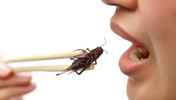 الحشرات والديدان مرخصة للتناول في أوروبا