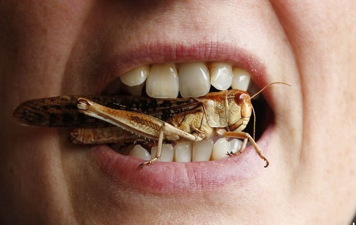 استخدام مسحوق الحشرات في الغذاء