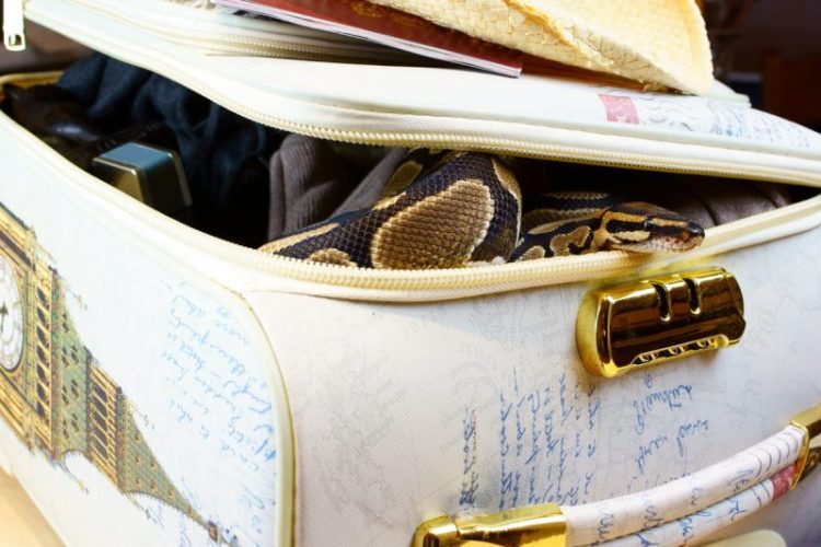 حادثة غريبة..هذا ما عثر عليه في حقيبة سفر