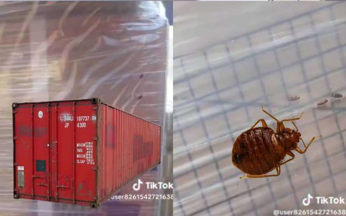 البق في الرحلات البحرية