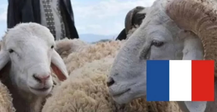 سعر الأضحية بفرنسا